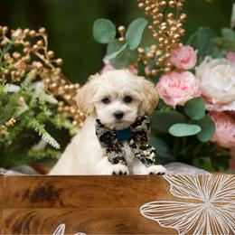 Pina colada - Cream female Maltipoo puppy in Deming, Washington from Heavenly Puppies to Love