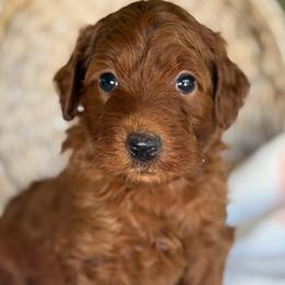 Nancy - Red  female Goldendoodle puppy in Yuciapa, California from AlltheDoodlez_