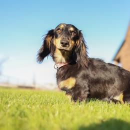 Dachshund All Grown Up from R&S Farms