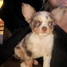 Punky - Chihuahua