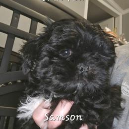 Samson - Blue and white male Shih Tzu puppy in Havelock, North Carolina from Sugar Paws Heavenly Shih Tzu’s