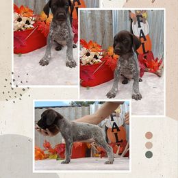 Boy 1 - Liver roan male German Shorthaired Pointer puppy in Laporte, Minnesota from Northern Odyssey Gun Dogs