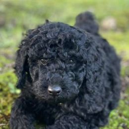 Double Doodles, Goldendoodles, Labradoodles, Poodles, and Yorkshire Terriers from Cotton Rack Farms
