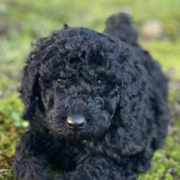 Double Doodles, Goldendoodles, Labradoodles, Poodles, and Yorkshire Terriers from Cotton Rack Farms