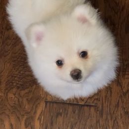 Girl 4 - White female Pomeranian puppy in Houston, Texas from Lola’s Poms