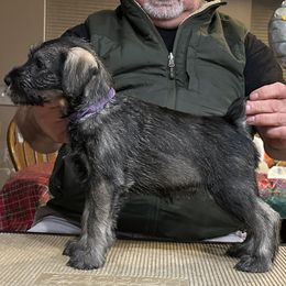 Girl 5 - Standard Schnauzer puppy from Nordic Sky- Standard Schnauzers