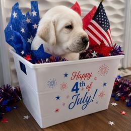 Mr. Blue, Axel - Yellow male Labrador Retriever puppy in Nampa, Idaho from Gwyneira labs of Idaho