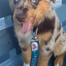 Australian Shepherds from 4V Aussies