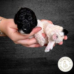Chip - Parti male Labradoodle puppy in Kingman, Arizona from The Dood Ranch