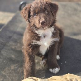 Tye - Red & white male Australian Shepherd puppy in Kingman, Arizona from Long Mt Aussies