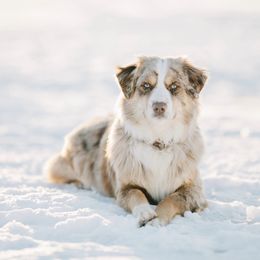 Annie - Miniature Australian Shepherd