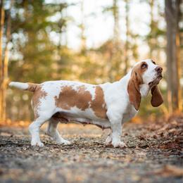 June - Basset Hound