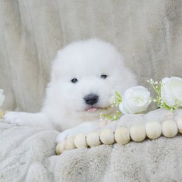 Stormie - White and biscuit female Samoyed puppy in West Jordan, Utah from Rocky Mountain Samoyeds