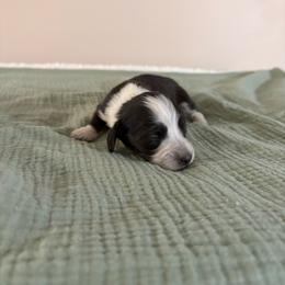 Sarah - Piebald female Dachshund puppy in Athens, Alabama from 4 Moore Ranch