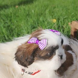Mimi - Black and white female Shih Tzu puppy in Kennewick, Washington from Tinytails
