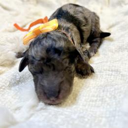 PENELOPE - Merle female Goldendoodle puppy in Houston, Texas from Pia’s Doodle Poodle Wag