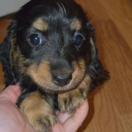 Lilo - Black and tan female Dachshund puppy in Barstow, California from Samy's Dachshund Den