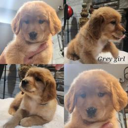 Grey girl - Golden female Golden Retriever puppy in Howell, Michigan from Robbin's Treasures
