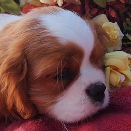 Cavalier King Charles Spaniels from AlKemy Pure Bred