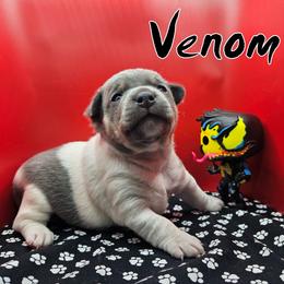 Venom - Blue white and tan male Rat Terrier puppy in Lynn, Alabama from Cryptic Rat Terriers