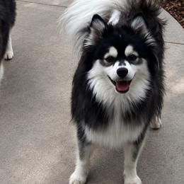 Dakota - Pomsky