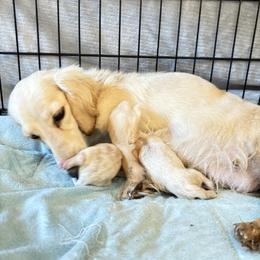 BLITZEN - Cream male Dachshund puppy in Visalia, California from DachGraston Dachshunds