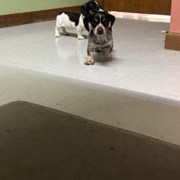 Dachshund Puppies from Steadfast station, mini dachshunds