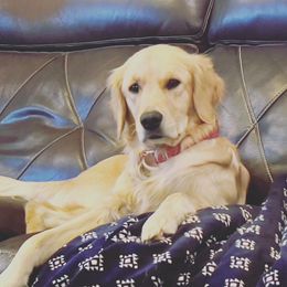 Golden Retriever Puppies from Mountain View Goldens