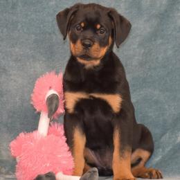 Dexter - Black and mahogany male Rottweiler puppy in Catawissa, Pennsylvania from Sharp Ridge Rottweilers