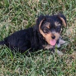Boy Gray - Black and tan male Yorkshire Terrier puppy in St. Louis, Missouri from Yorkieville - Shih Tzu Nation