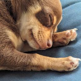 Chihuahua Puppies from OakView Farm