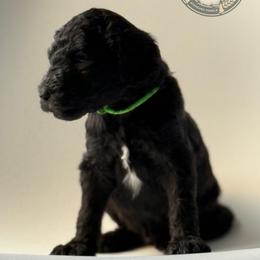 Keir - Black male Poodle puppy in Spring Hills, Florida from The Olympus Standard Poodle