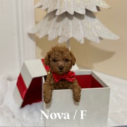 Nova - Red  female Goldendoodle puppy in Graham, North Carolina from Geise Meadow Doodles