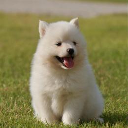 Webber - White male Pomsky puppy in Krum, Texas from Paw-Some Pomskies