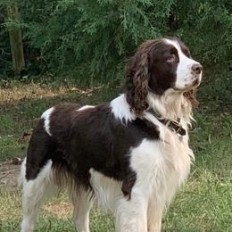 Monster - English Springer Spaniel