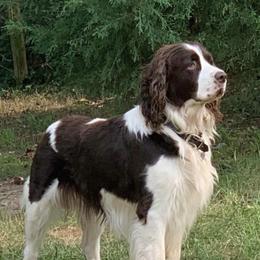 Monster - English Springer Spaniel