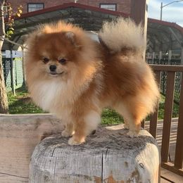 Merlin - Orange sable male Pomeranian puppy in Midland, Michigan from A&M Pomeranians