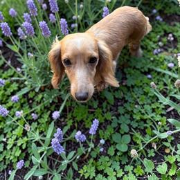 Butters - Dachshund