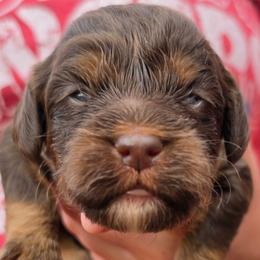 Harvest - Brown and tan male Cockapoo puppy in Indiahoma, Oklahoma from Phamily Doodles