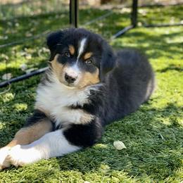 Birch - Black tri-color male Australian Shepherd puppy in Salinas, California from AA Aussies