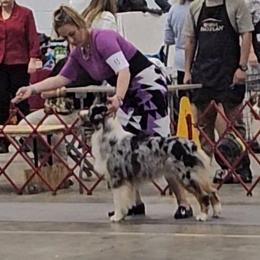 Draper - Australian Shepherd