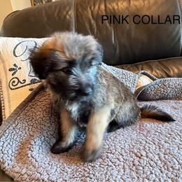 Jade - Black female Poodle puppy in Pueblo West, Colorado from Little Paws Poodles