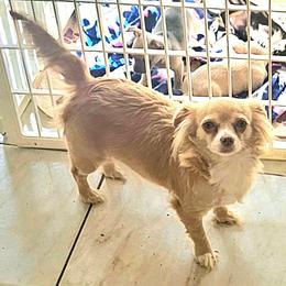 Cassi - Cream and white female Chihuahua puppy in Lake Placid, Florida from Heartland Chihuahua