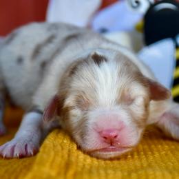 Buzz - Red merle male Australian Shepherd puppy in Kirksville, Missouri from BellSharps Australian Shepherds