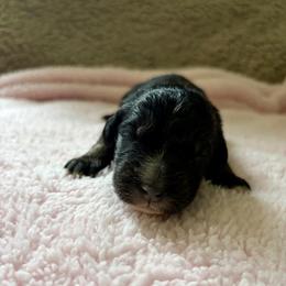 Jesse - Phantom female Bernedoodle puppy in Rochester, Massachusetts from Harmony Hill Doodles