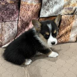 Boy 2 - Black and tan male Pembroke Welsh Corgi puppy in Visalia, California from VIP Stables