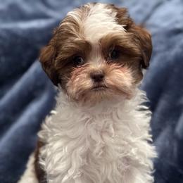 CupCake - Parti female Yorkipoo puppy in Idaho from Little Rascal Ranch