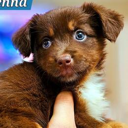 Makenna - Red tri female Miniature Australian Shepherd puppy in Punta Gorda, Florida from Christie's Creekside Aussies