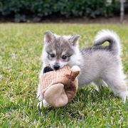 Alaskan Klee Kai from Thurisia