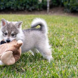 Alaskan Klee Kai from Thurisia